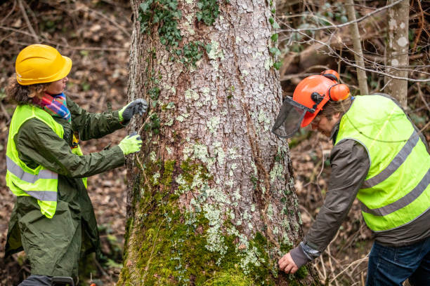 Best Tree Trimming and Pruning  in Glenwood, MN